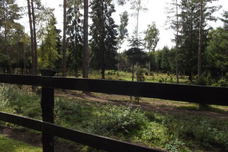 En utav skogshagarna